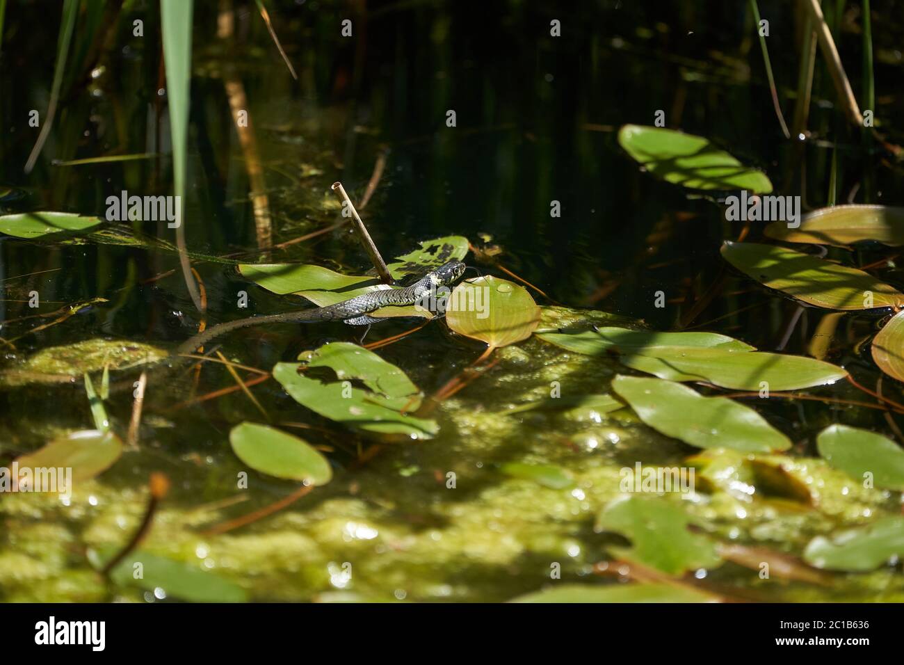 Serpent gras dans le portrait du lac Natrix Natrix Banque D'Images