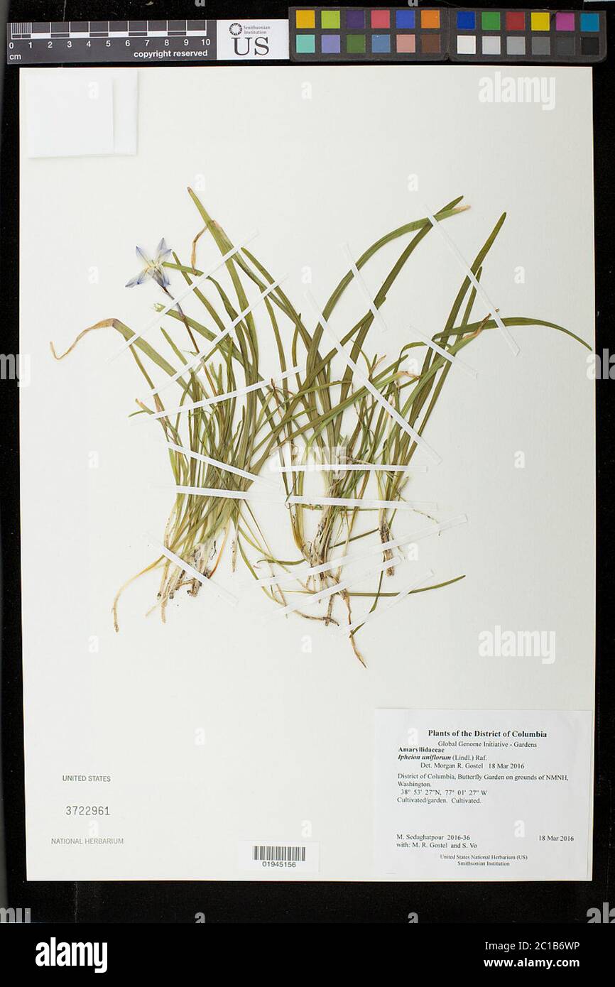 Ipheion uniflorum Graham Raf Ipheion uniflorum Graham Raf. Banque D'Images