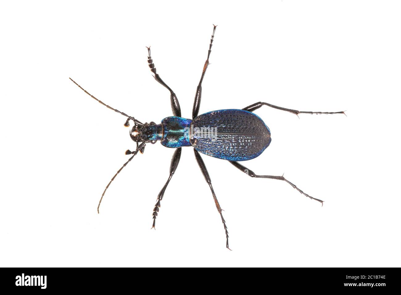 Zabre (Carabus intricatus) isolé sur fond blanc Banque D'Images