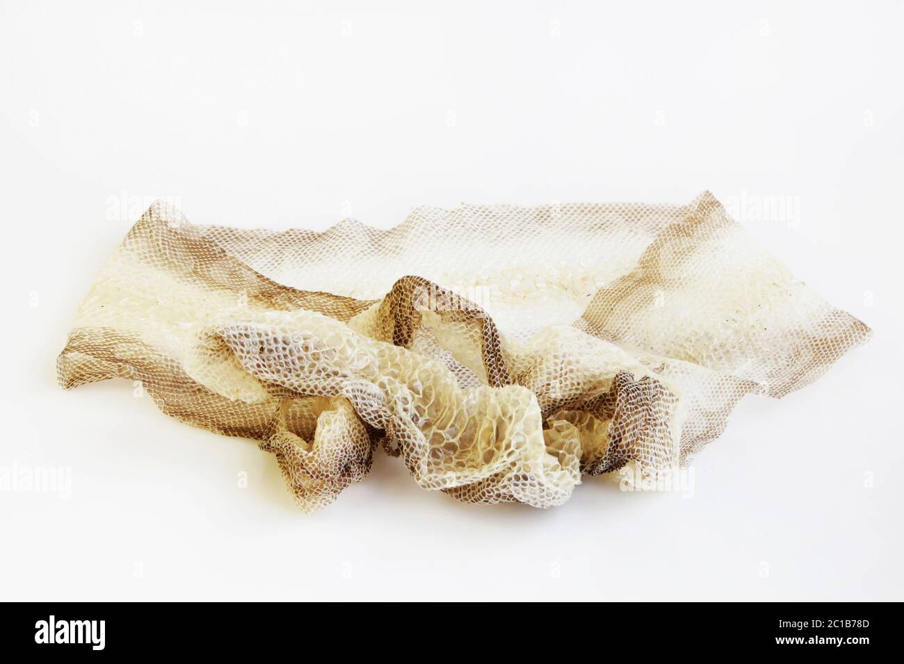 Veste enveloppe moulée de serpent Royal Python sur un fond blanc. Banque D'Images