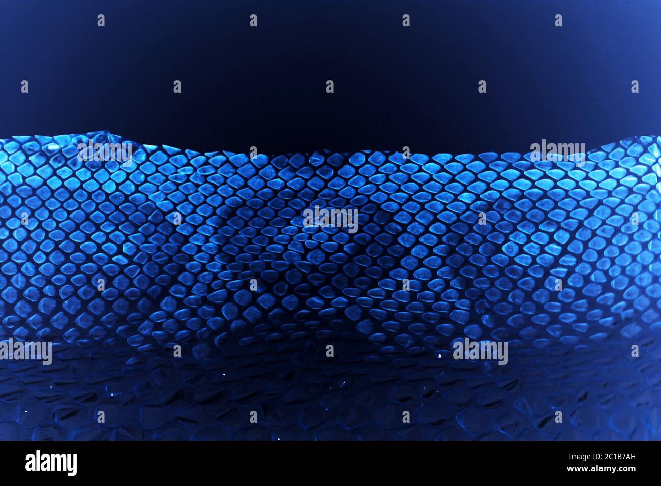 Enveloppe moulée de serpent Royal Python sur fond blanc. Traitement informatique, inversion Banque D'Images