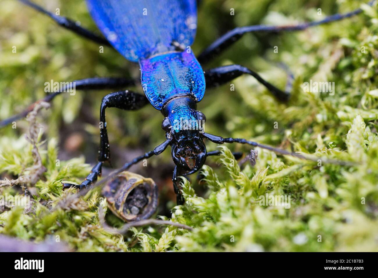 Blue zabre (Carabus intricatus) sur une mousse verte Banque D'Images
