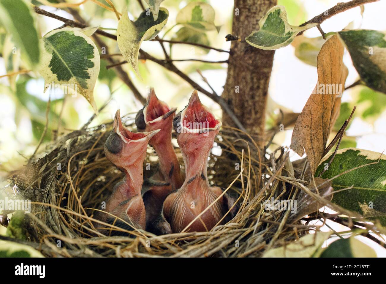 Poussins de bulbul moucherés de rouge - Pycnonotus jocosus Banque D'Images