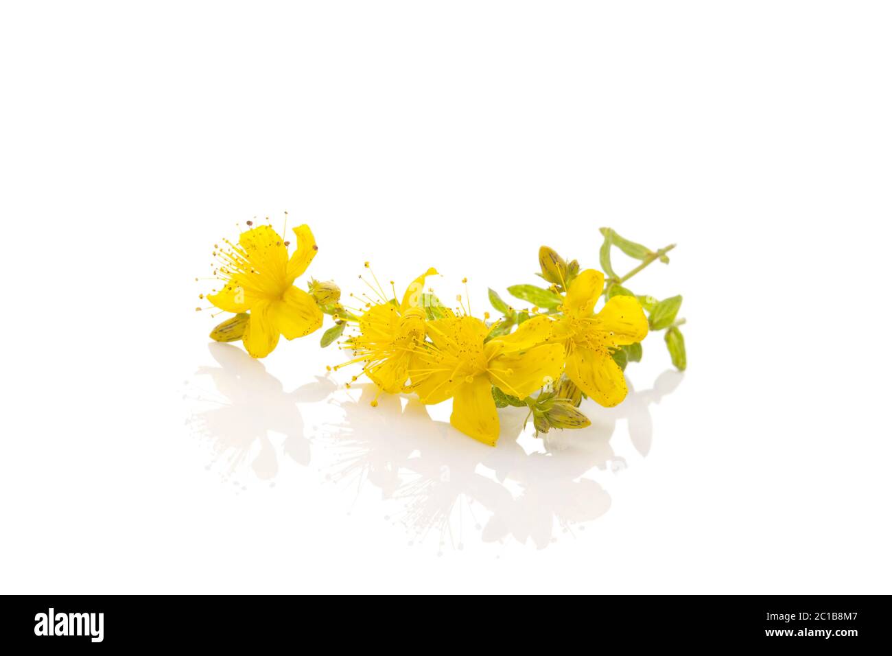 Fleurs Hypericum sain Banque D'Images