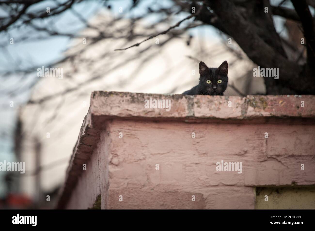 Chat noir curieux, debout au sommet d'un mur, regardant et regardant la caméra avec ses yeux verts. Photo d'un chat noir errant, debout Banque D'Images