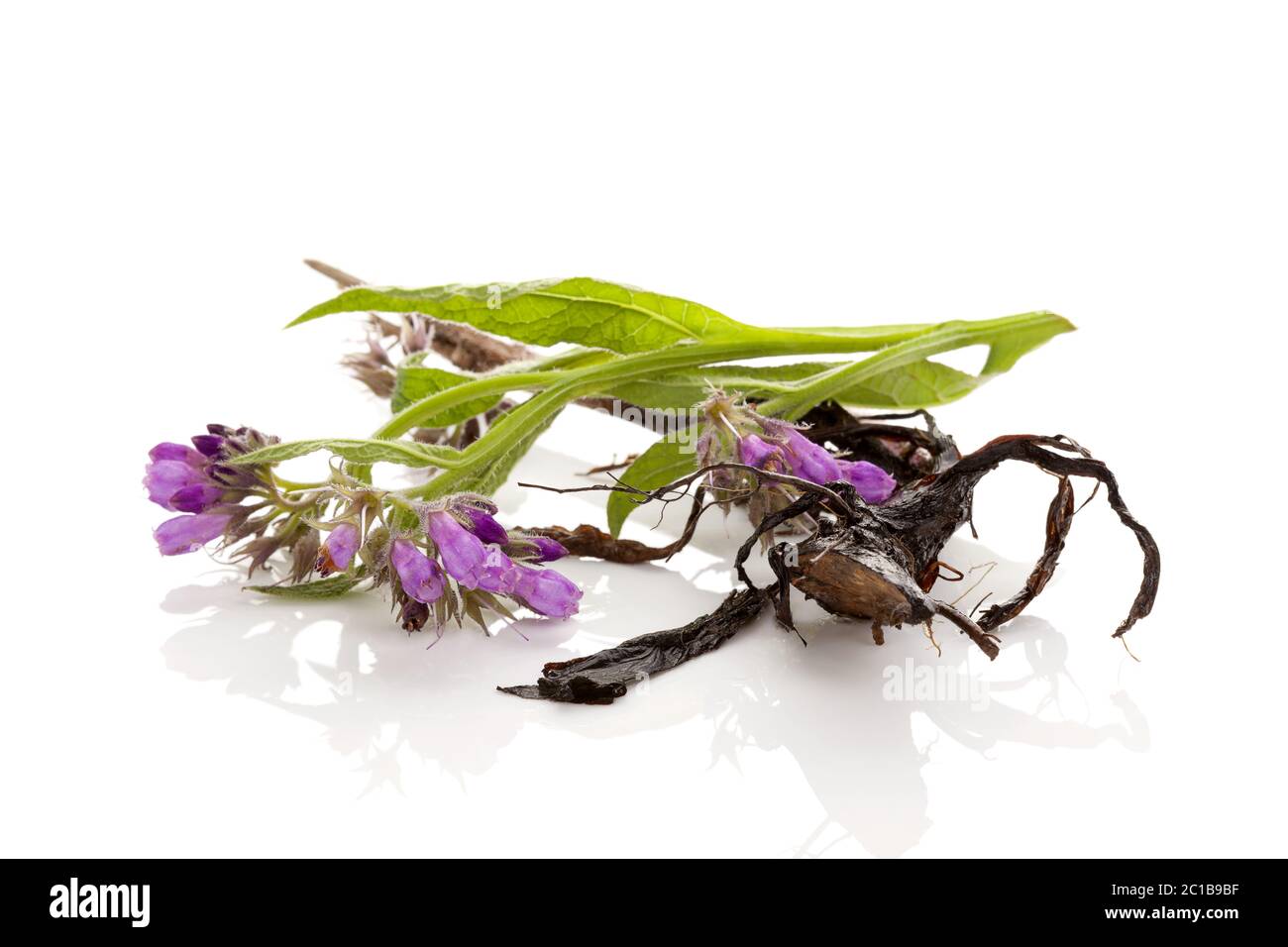 Fleurs de consoude et racine. Banque D'Images