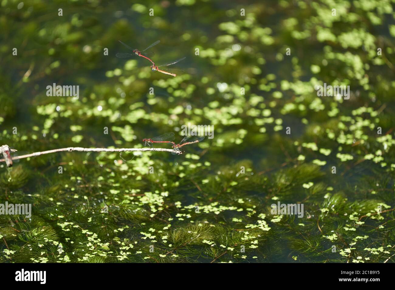 Grand couple de couples de pyrrrrhosoma nymphula damselflies Coenagrionidae Banque D'Images