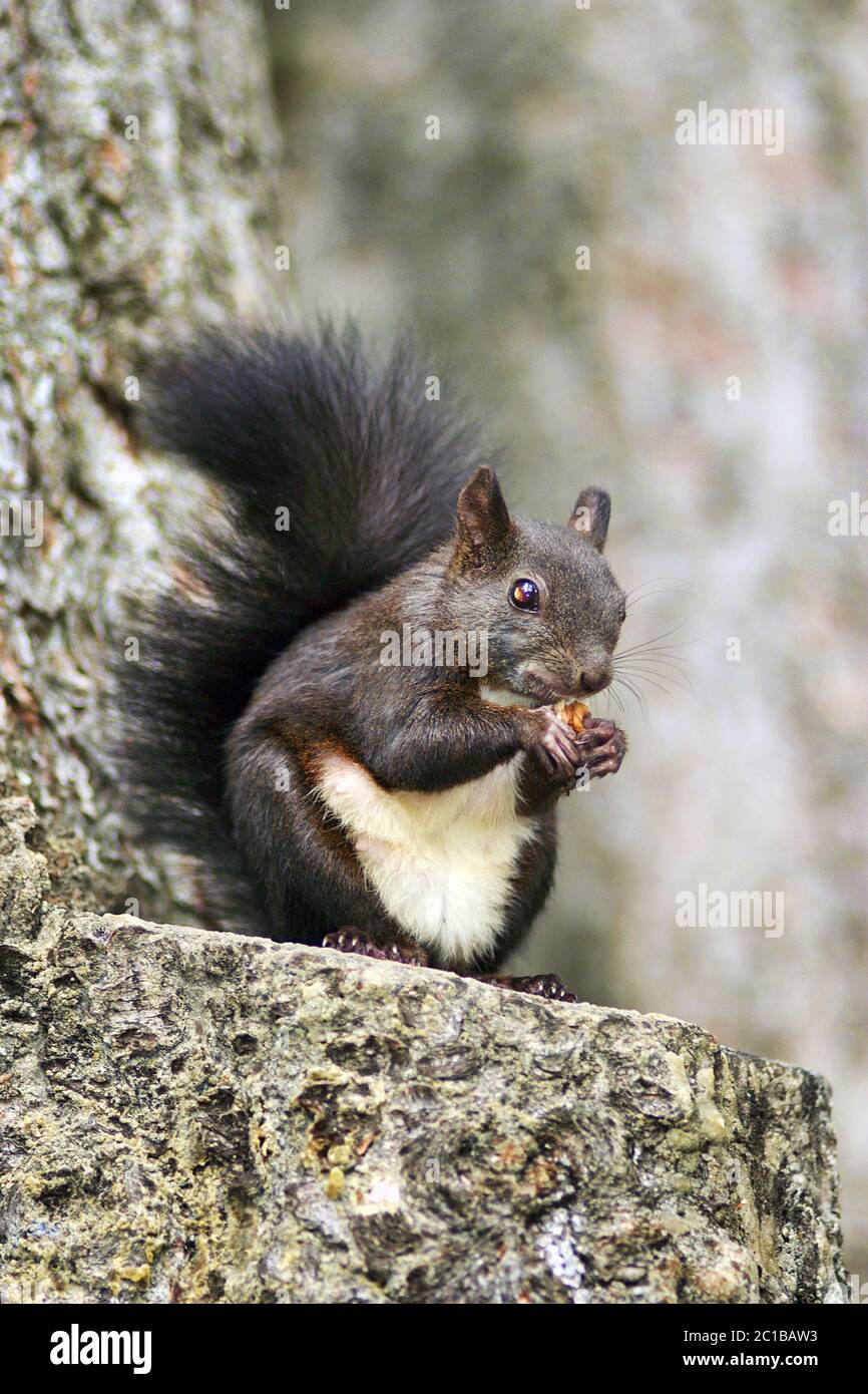 - L'écureuil roux Sciurus vulgaris Banque D'Images