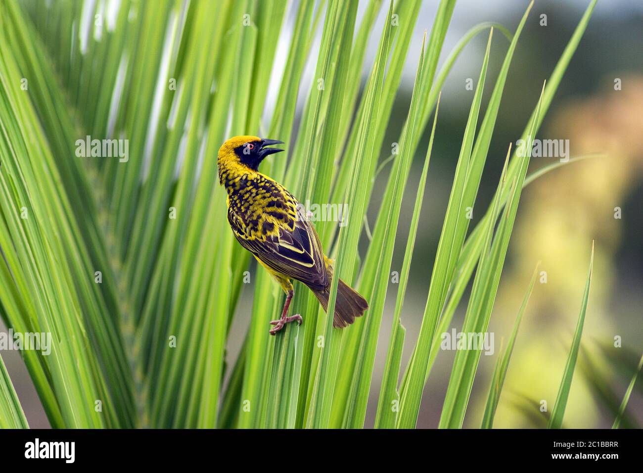 Village weaver (homme) - Poceus cucullatus Banque D'Images
