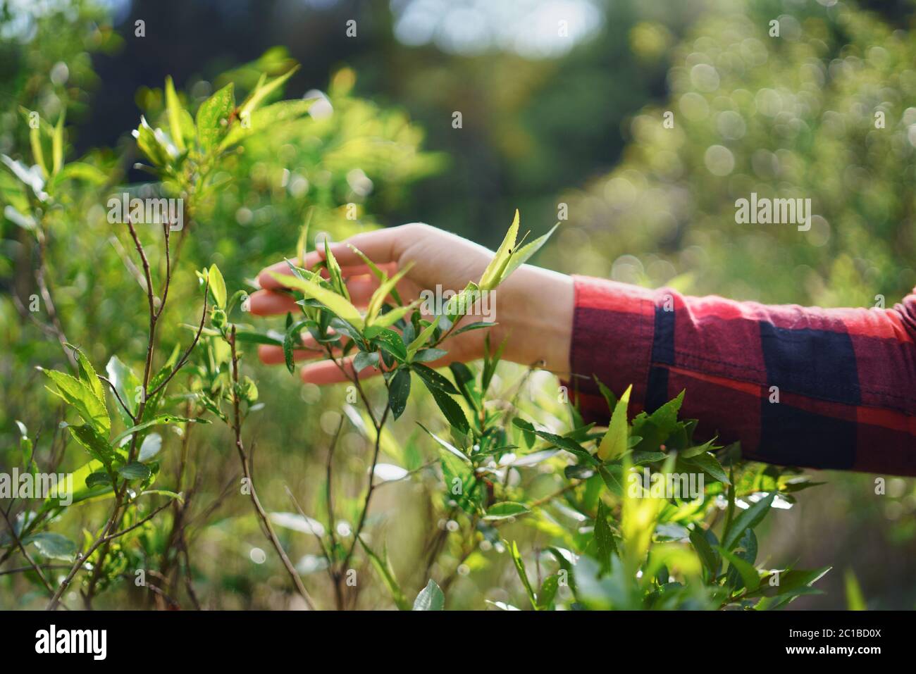 Main de femme sur une promenade dans la forêt en été. Banque D'Images