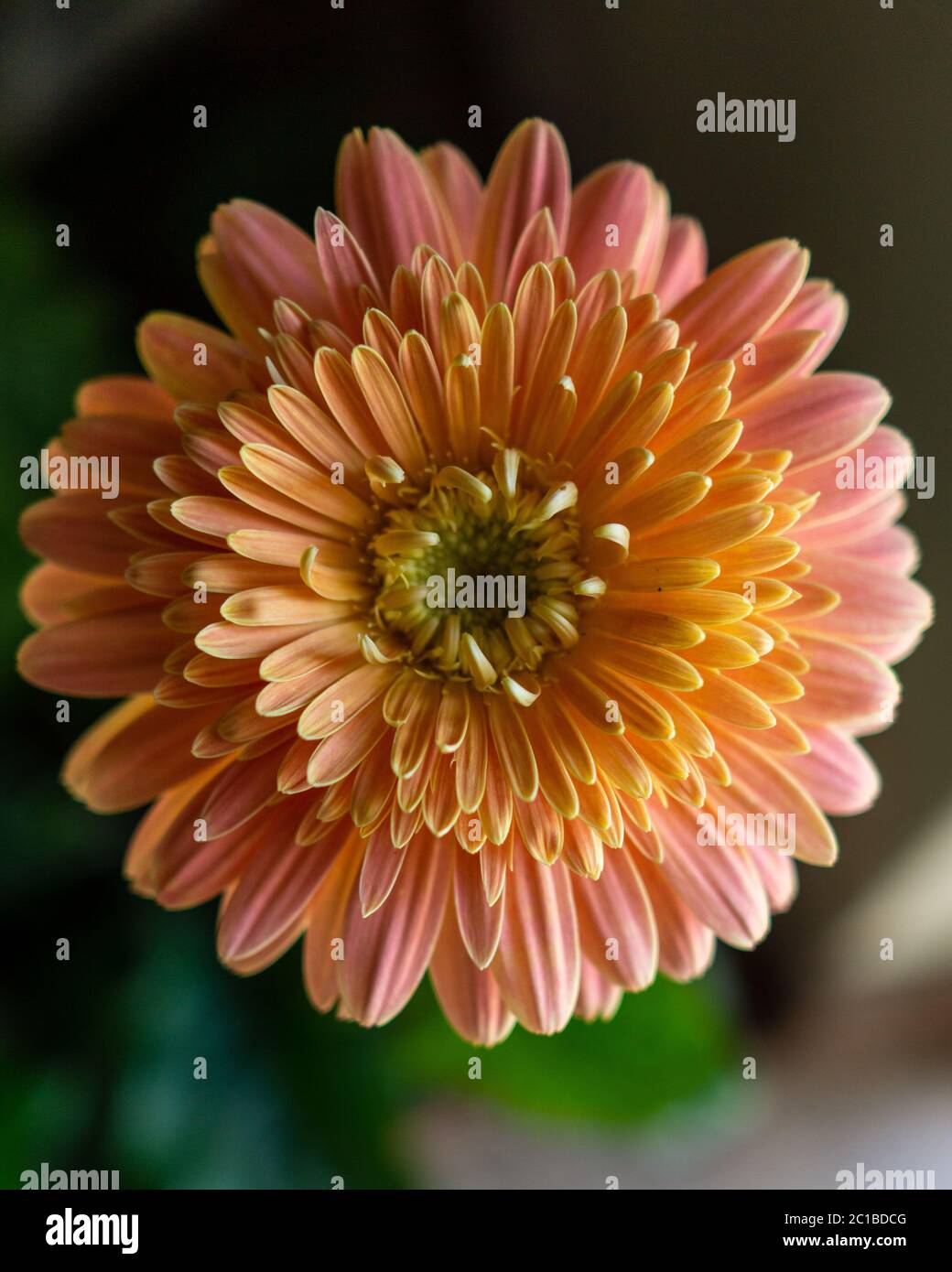 Un gros plan d'une fleur de Gerbera jaune et rose Banque D'Images