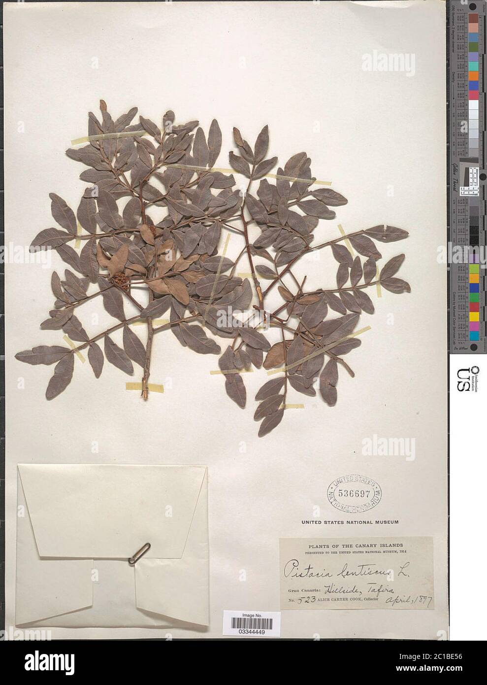 Pistacia lentiscus L Pistacia lentiscus L. Banque D'Images