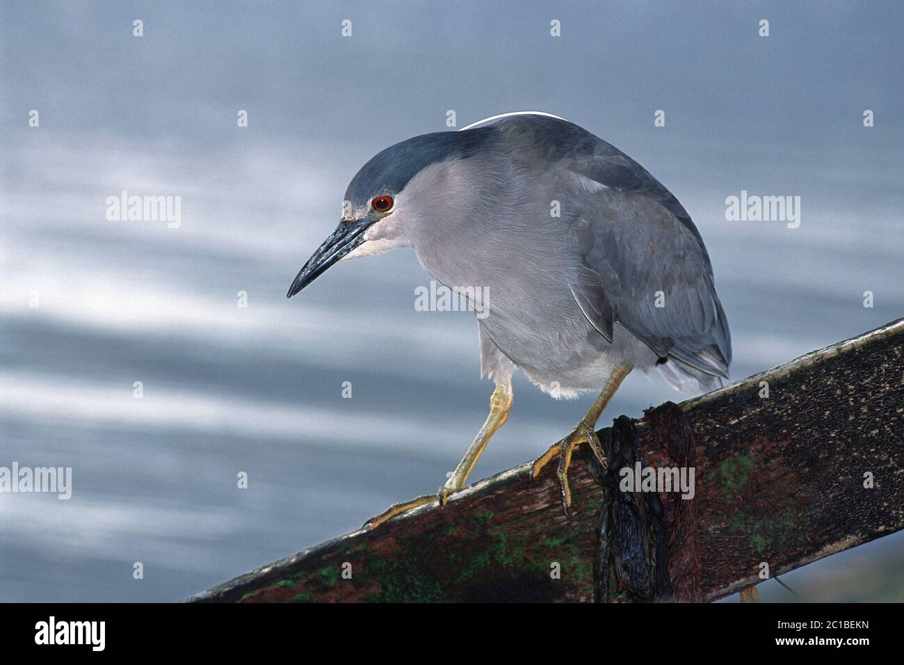 Héron de nuit à couronne noire - Nycticorax nycticorax cyanocephalus Banque D'Images