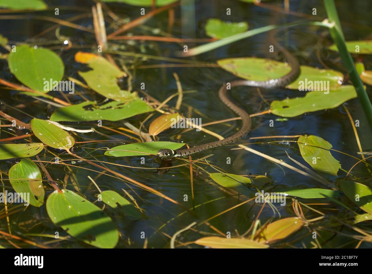 Serpent gras dans le portrait du lac Natrix Natrix Banque D'Images