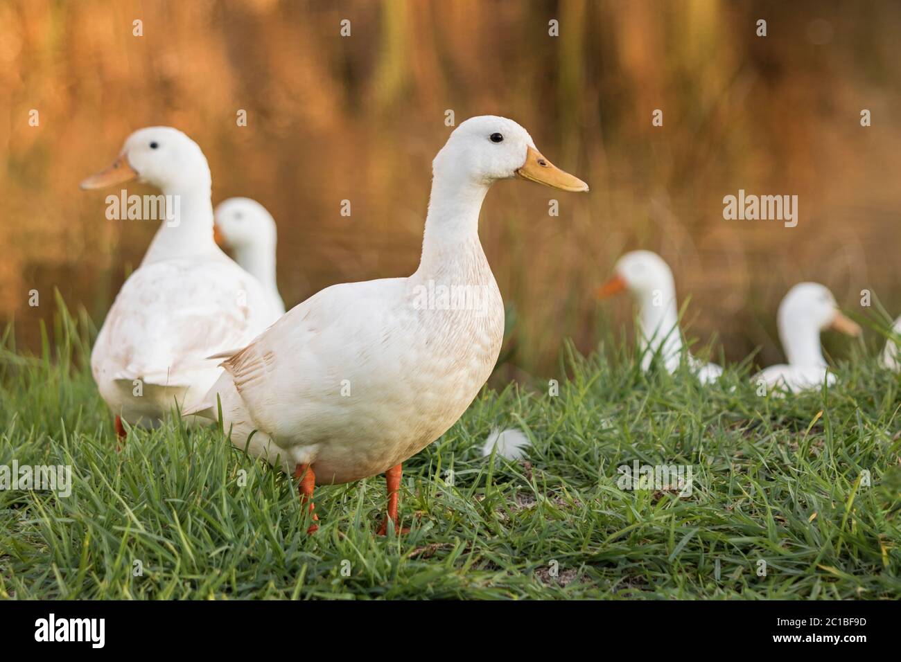 Gros plan d'un canard Pekin ou Pekin blanc, à côté de l'étang Banque D'Images