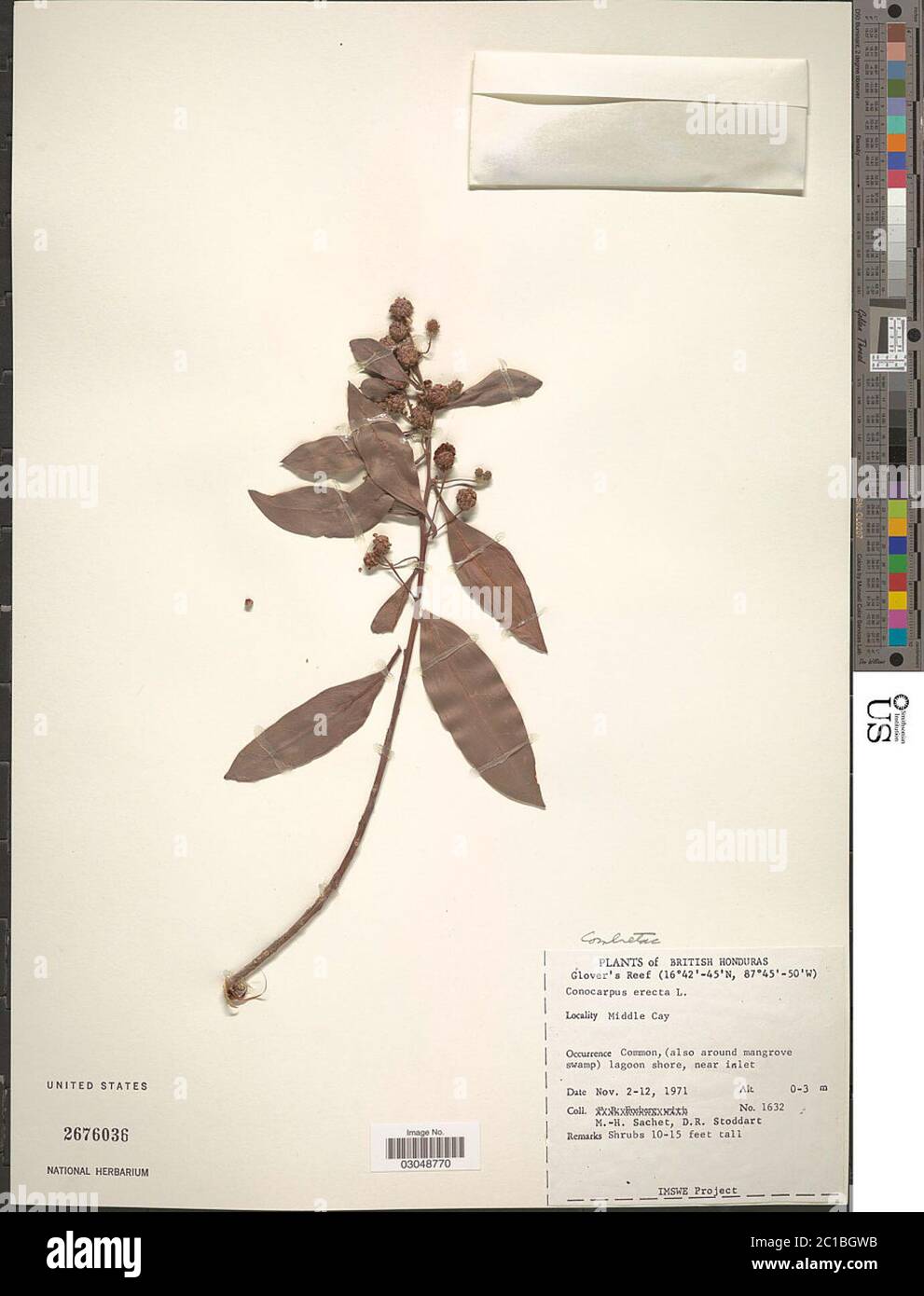 Conocarpus erecta L Conocarpus erecta L. Banque D'Images