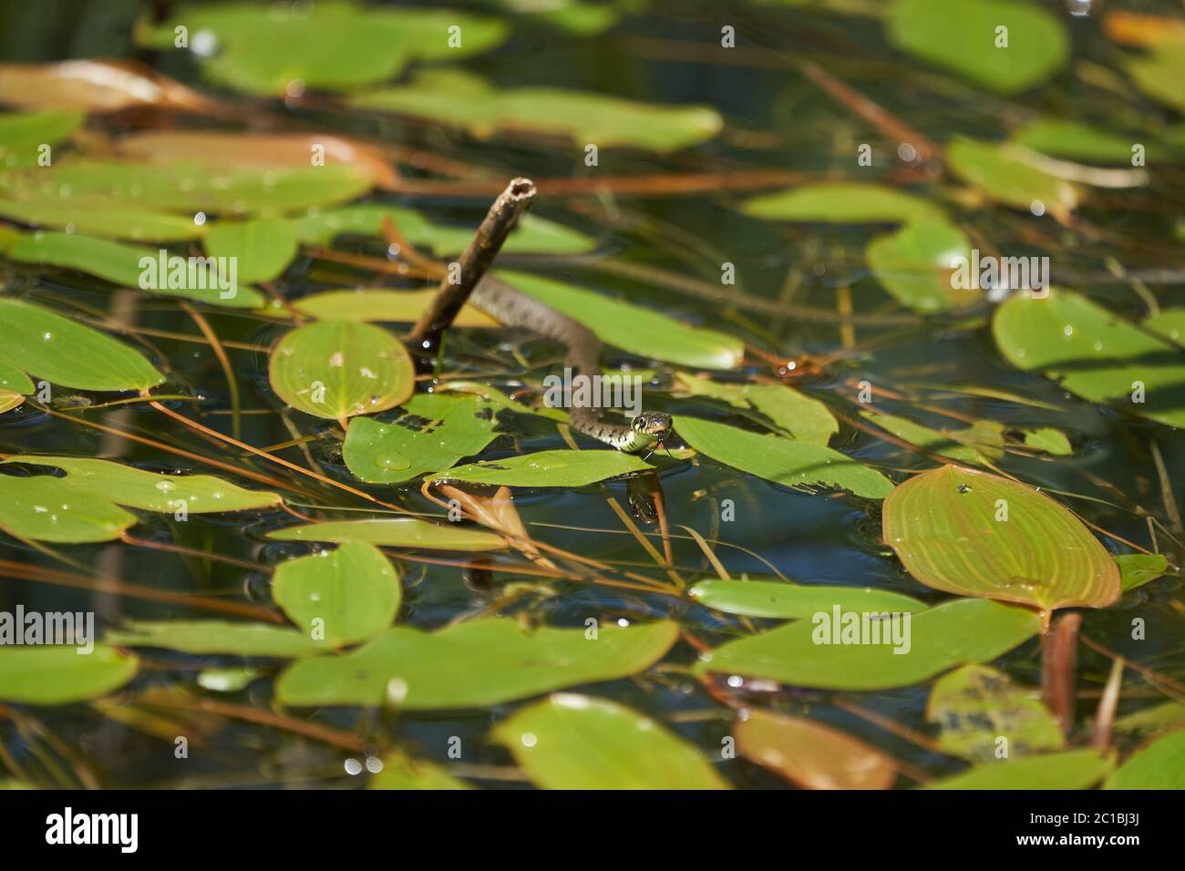 Serpent gras dans le portrait du lac Natrix Natrix Banque D'Images