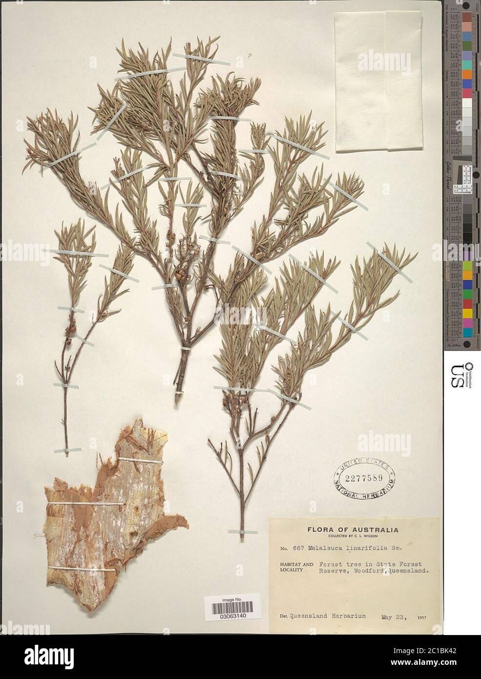 Melaleuca linariifolia SM Melaleuca linariifolia SM. Banque D'Images