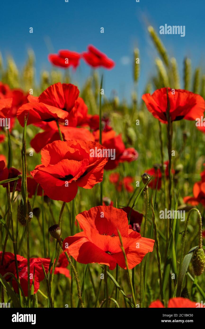 Europe, Italie, Toscane, Florence, pavot en pleine floraison Banque D'Images