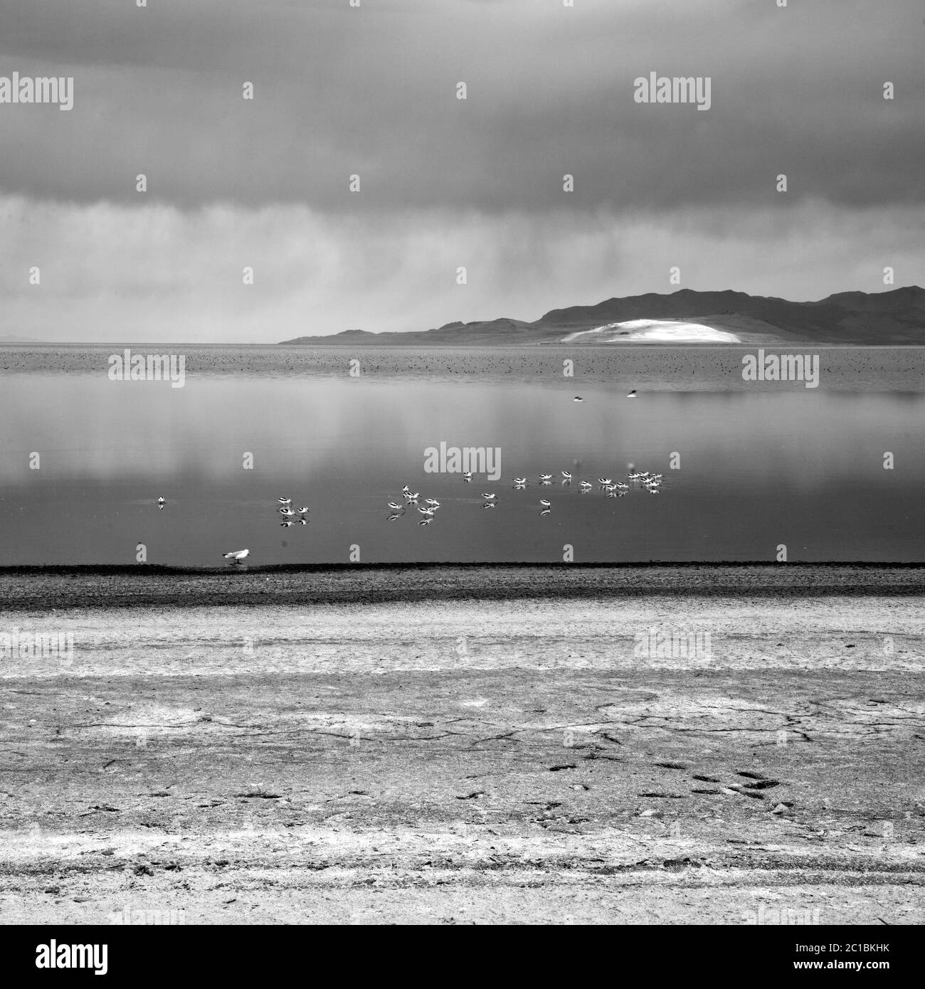 États-Unis, Utah, Comté de Davis, Parc d'état d'Antelope Island, Banque D'Images