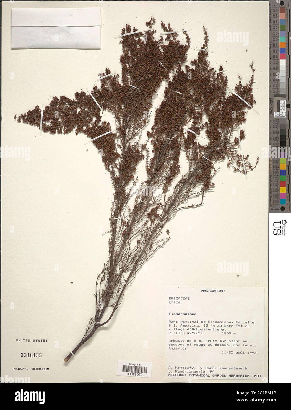 Erica sp Erica sp. Banque D'Images