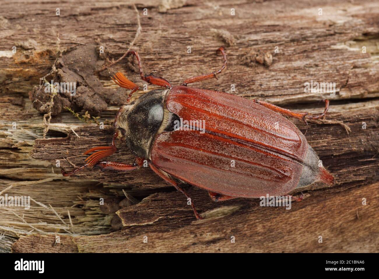 Cockchafer (Melolontha melolontha) montées sur bois Banque D'Images