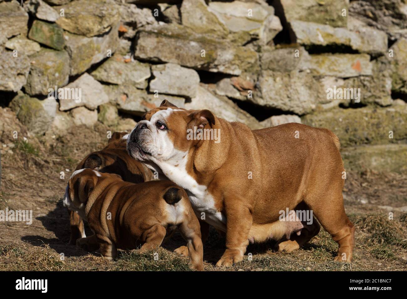 Portrait du bouledogue anglais en extérieur Banque D'Images