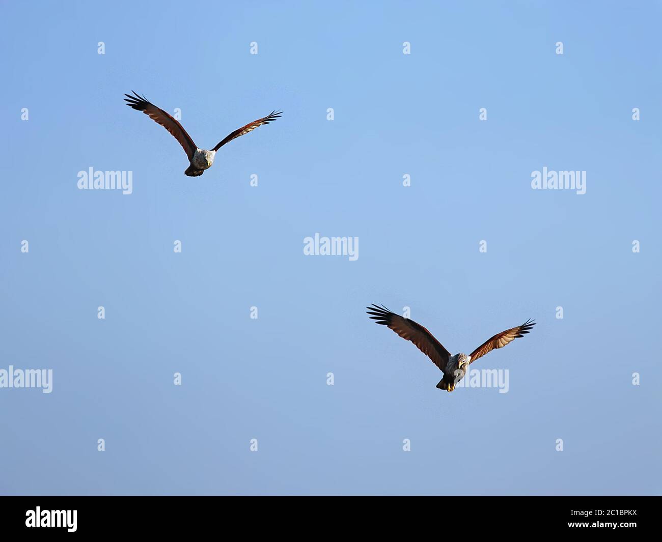Kites de Brahminy (industrie de l'haliatur) dans la forêt de Sundarban. Ces oiseaux sont photographiés dans les Sundarbans du sud du Bangladesh. Banque D'Images