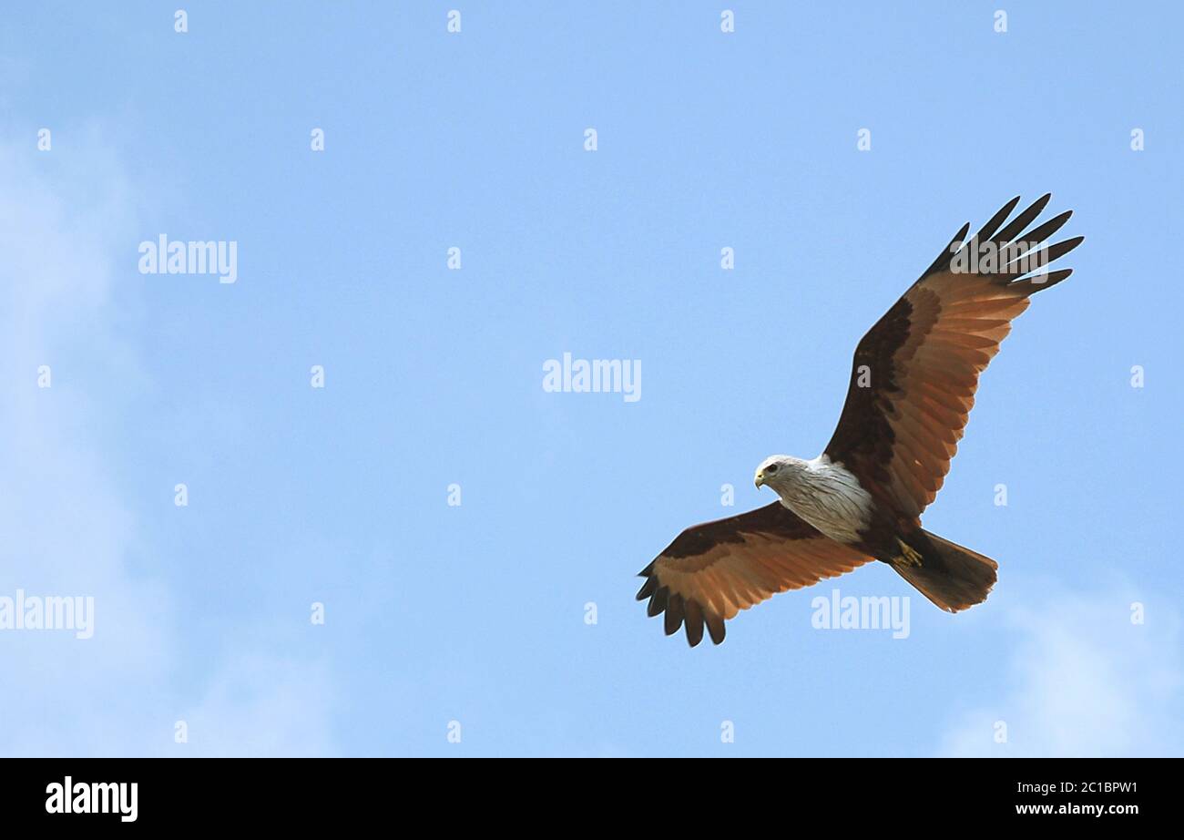 Kite de Brahminy (industrie de l'haliatur) dans la forêt de Sundarban. Cet oiseau est photographié dans les Sundarbans du sud du Bangladesh. Banque D'Images