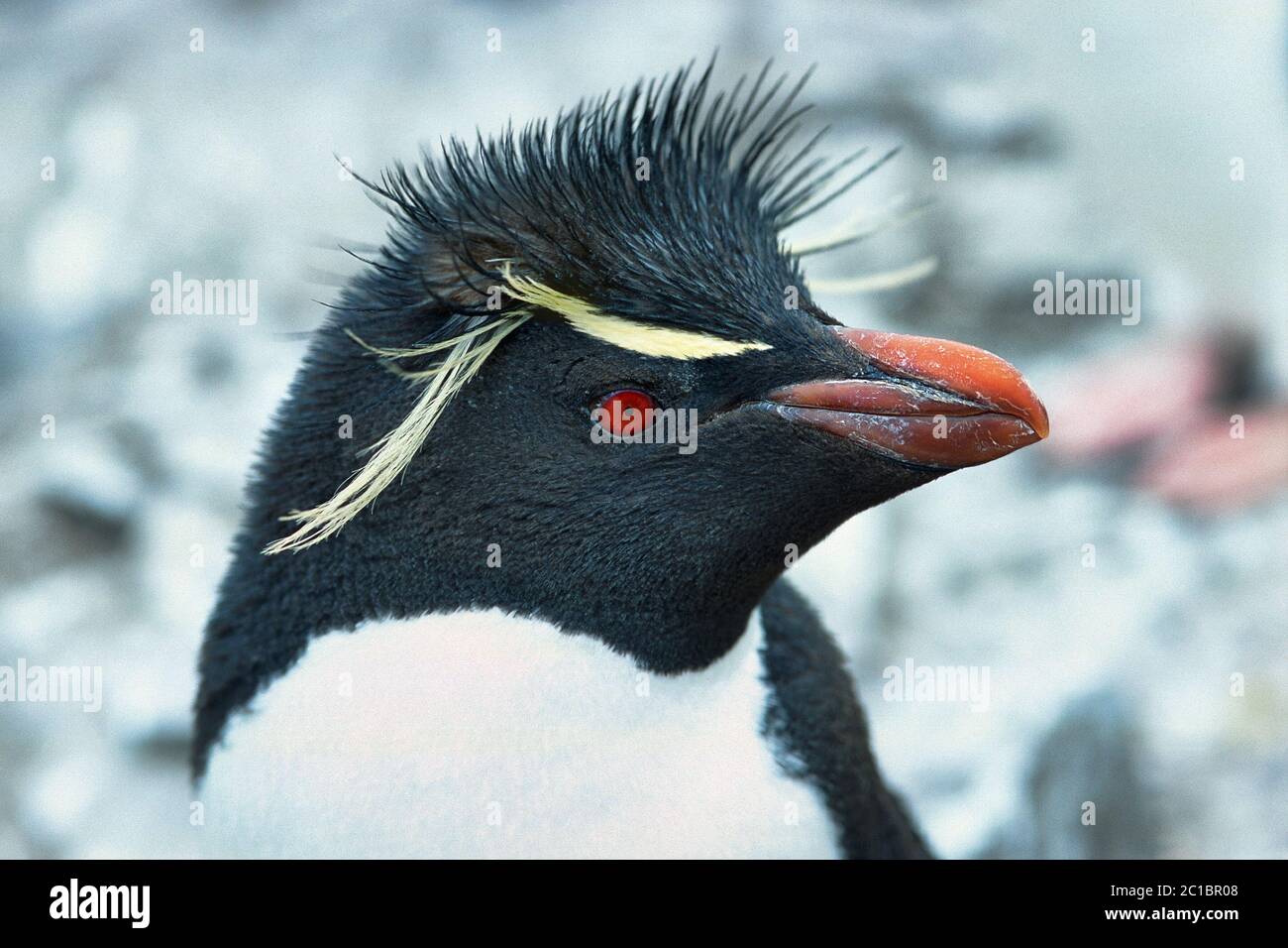 Pingouin de la rockhopper méridionale - Eudyptes chrysocome Banque D'Images