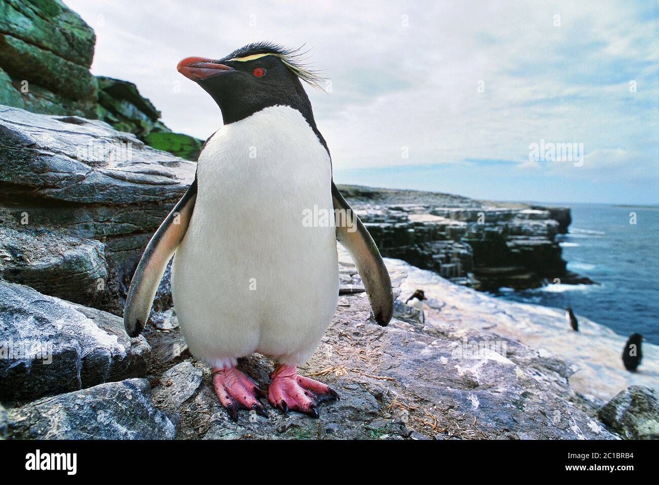Pingouin de la rockhopper méridionale - Eudyptes chrysocome Banque D'Images