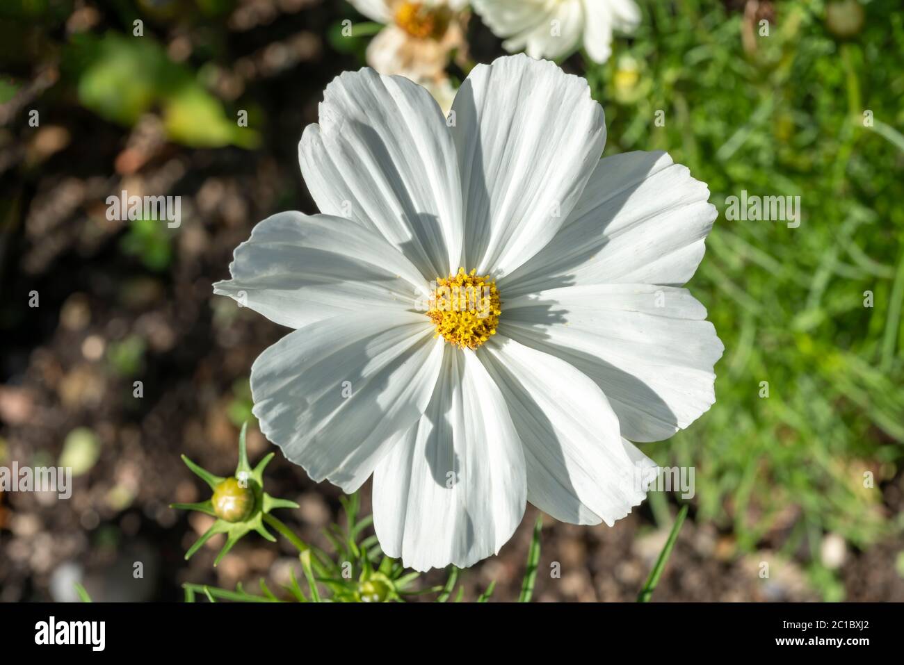 COSMOS bipinnatus 'sonata White' plante florale annuelle d'été herbacée  blanche communément appelée Aster mexicain Photo Stock - Alamy