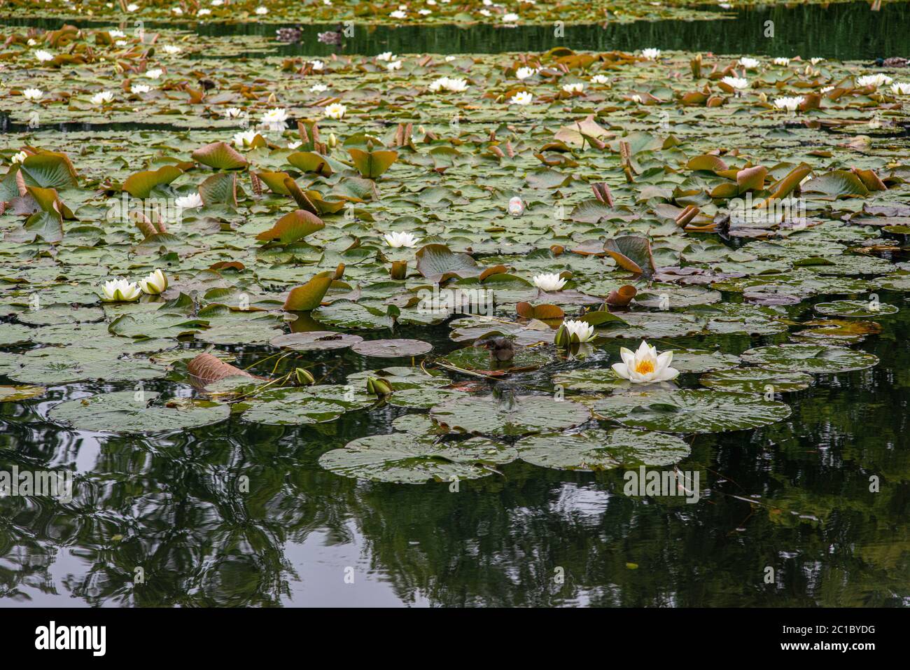 Lily flottant sur l'eau Banque D'Images