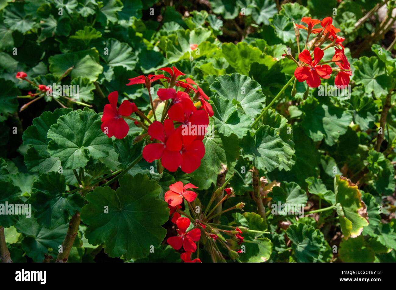 Le géranium est un genre de plantes annuelles, biennaux et vivaces  communément appelées géraniums ou cranesbillets Photo Stock - Alamy