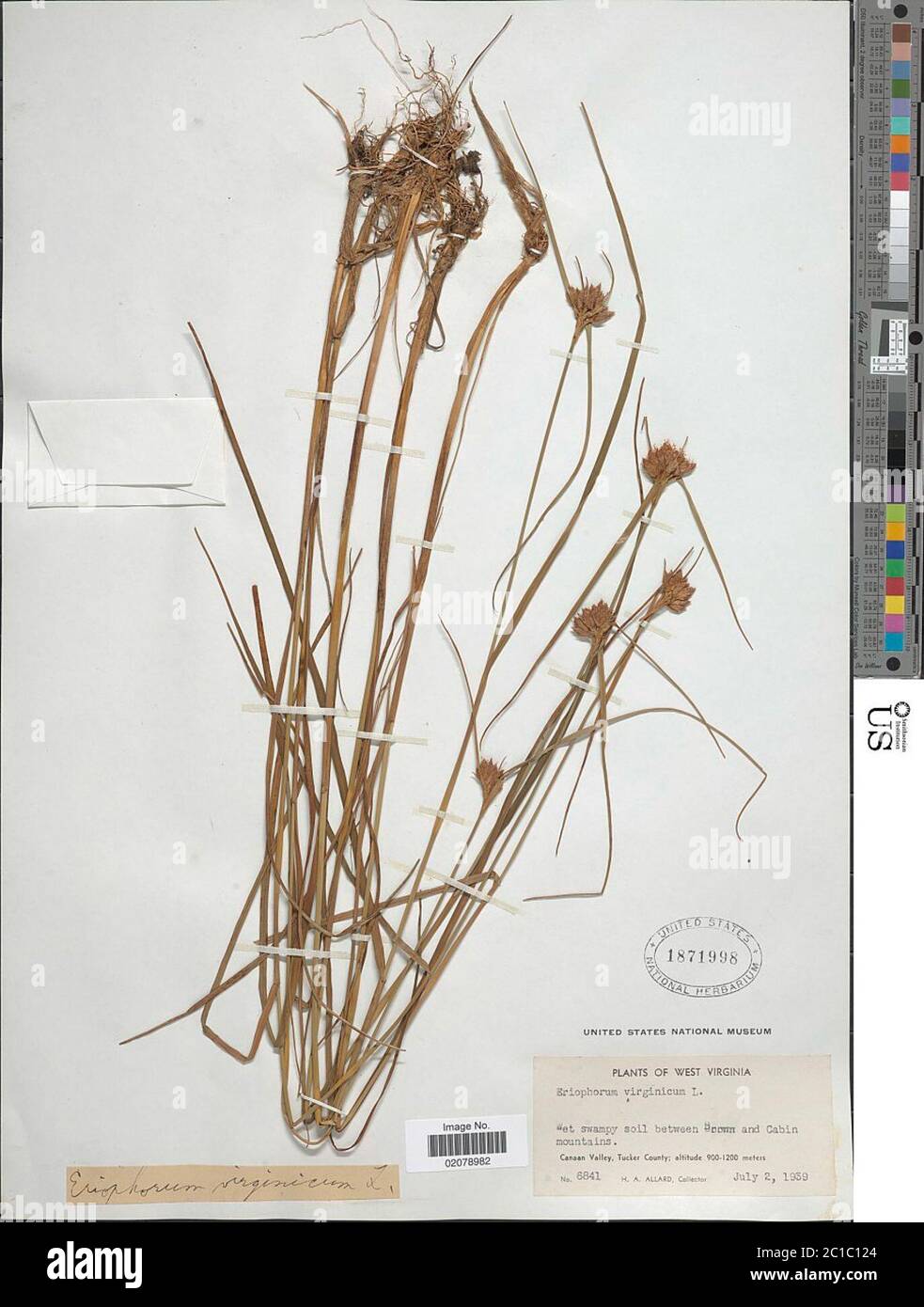 Eriophorum virginicum L Eriophorum virginicum L. Banque D'Images