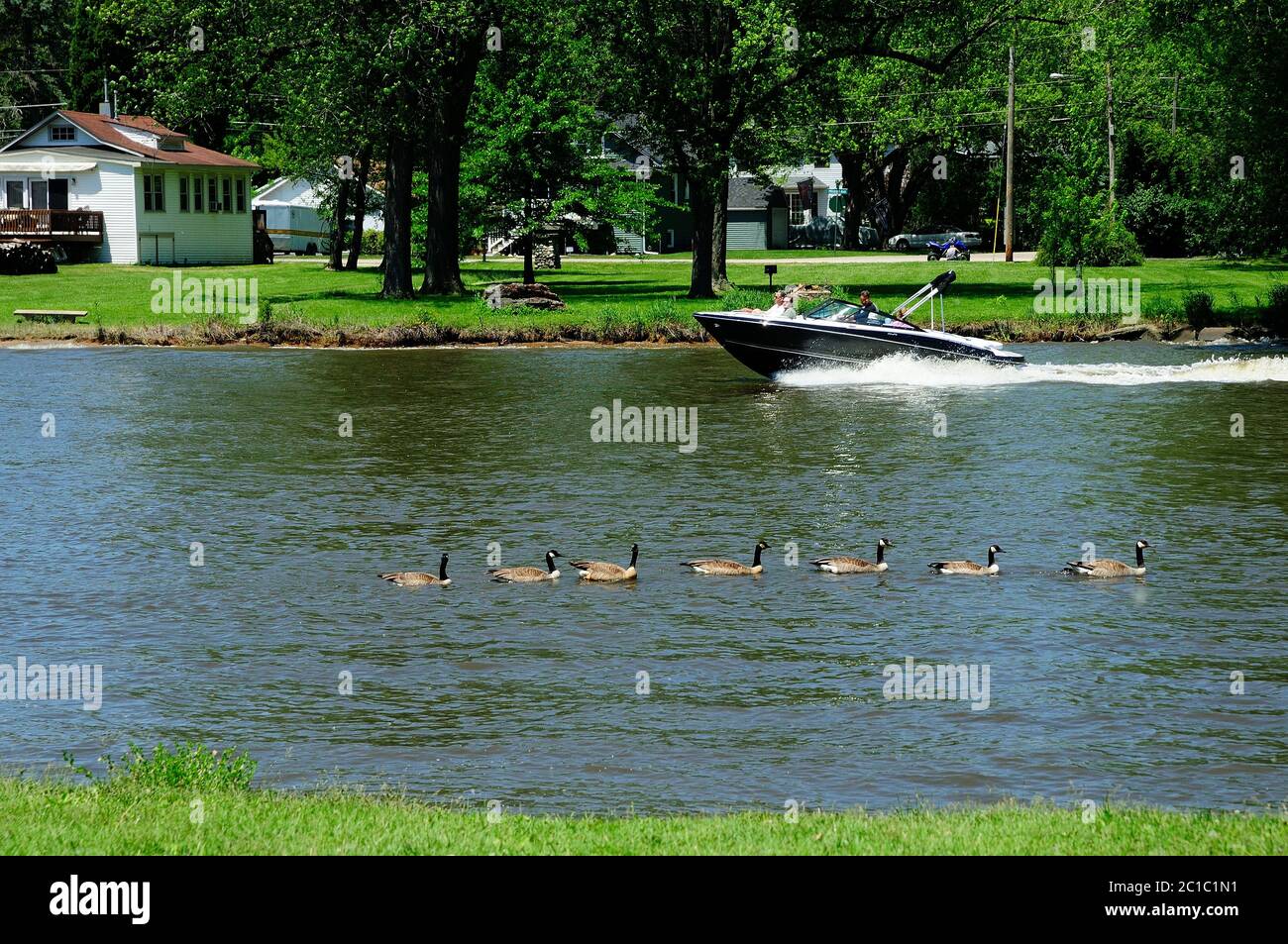 Bateau à moteur passant par un troupeau d'oies nageant en amont sur la rivière Fox dans l'Illinois, aux États-Unis. Banque D'Images