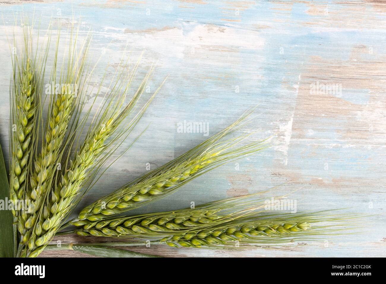 Ripe green wheat. Banque D'Images