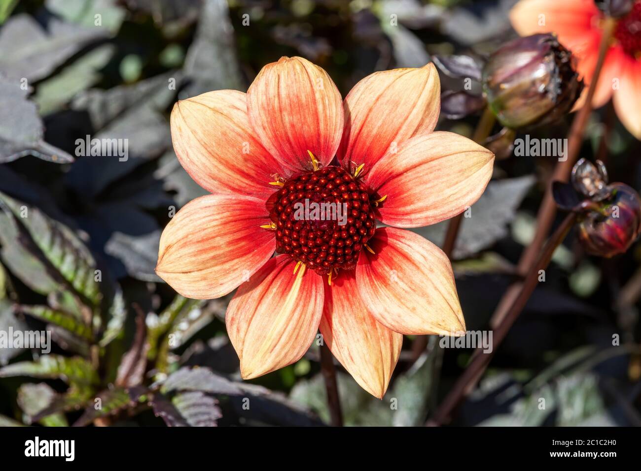 Dahlia 'Catherine Deneuve' une plante herbacée herbacée hervivace d'été vivace d'automne vivace Banque D'Images