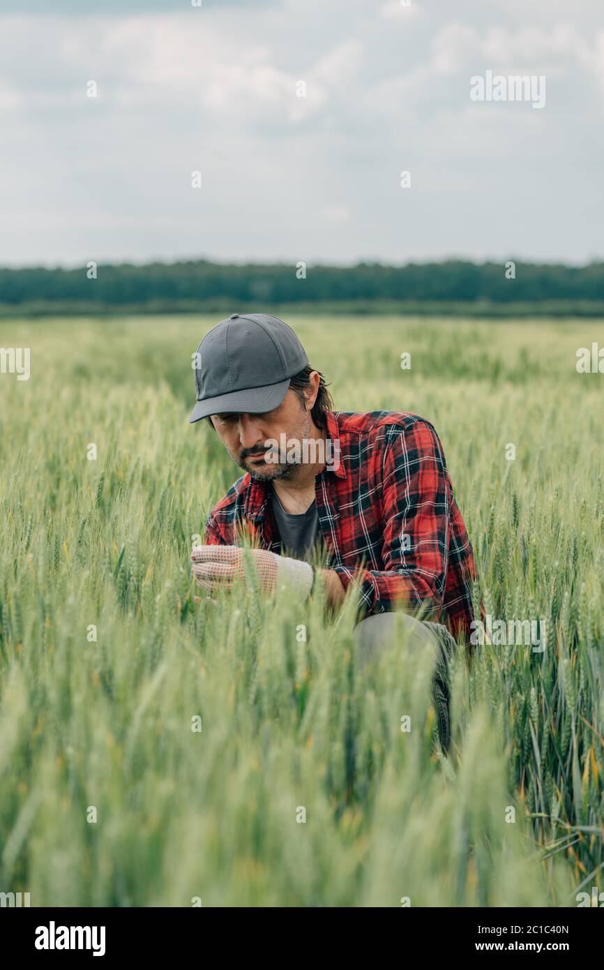 Agronome de l'agriculteur de blé inspectant la qualité des cultures céréalières dans les champs de plantation agricole cultivée. Travailleur agricole analysant le développement des plantes, sele Banque D'Images