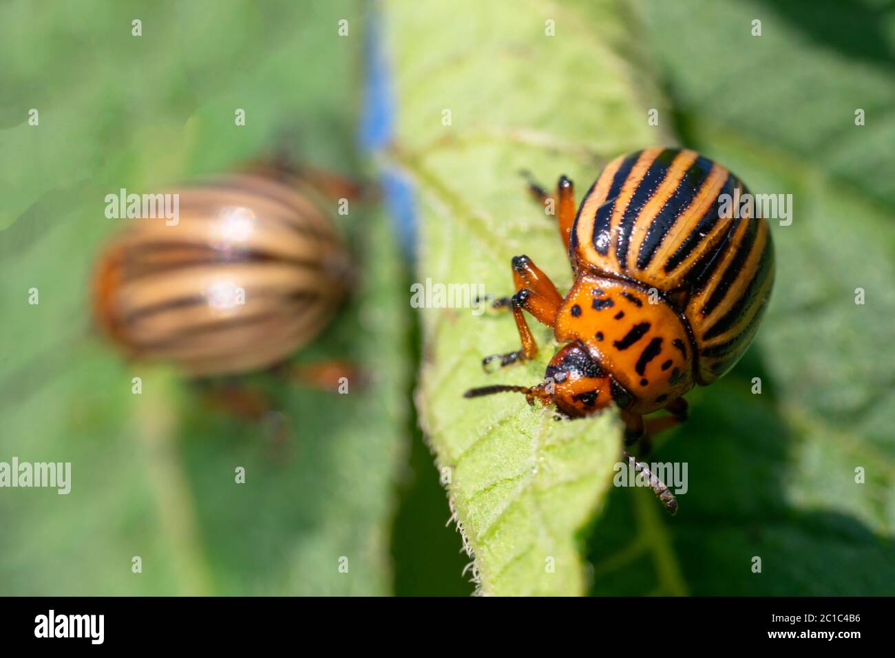 Insectes de pomme de terre sur le feuillage de la pomme de terre dans la nature, fond naturel, macro image Banque D'Images