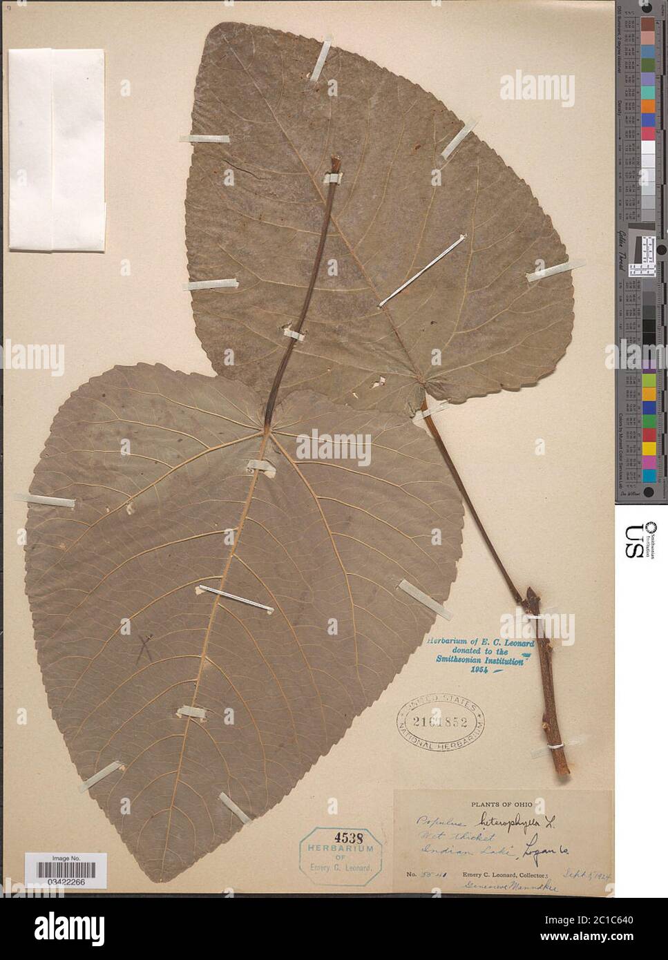 Populus heterophylla L Populus heterophylla L. Banque D'Images