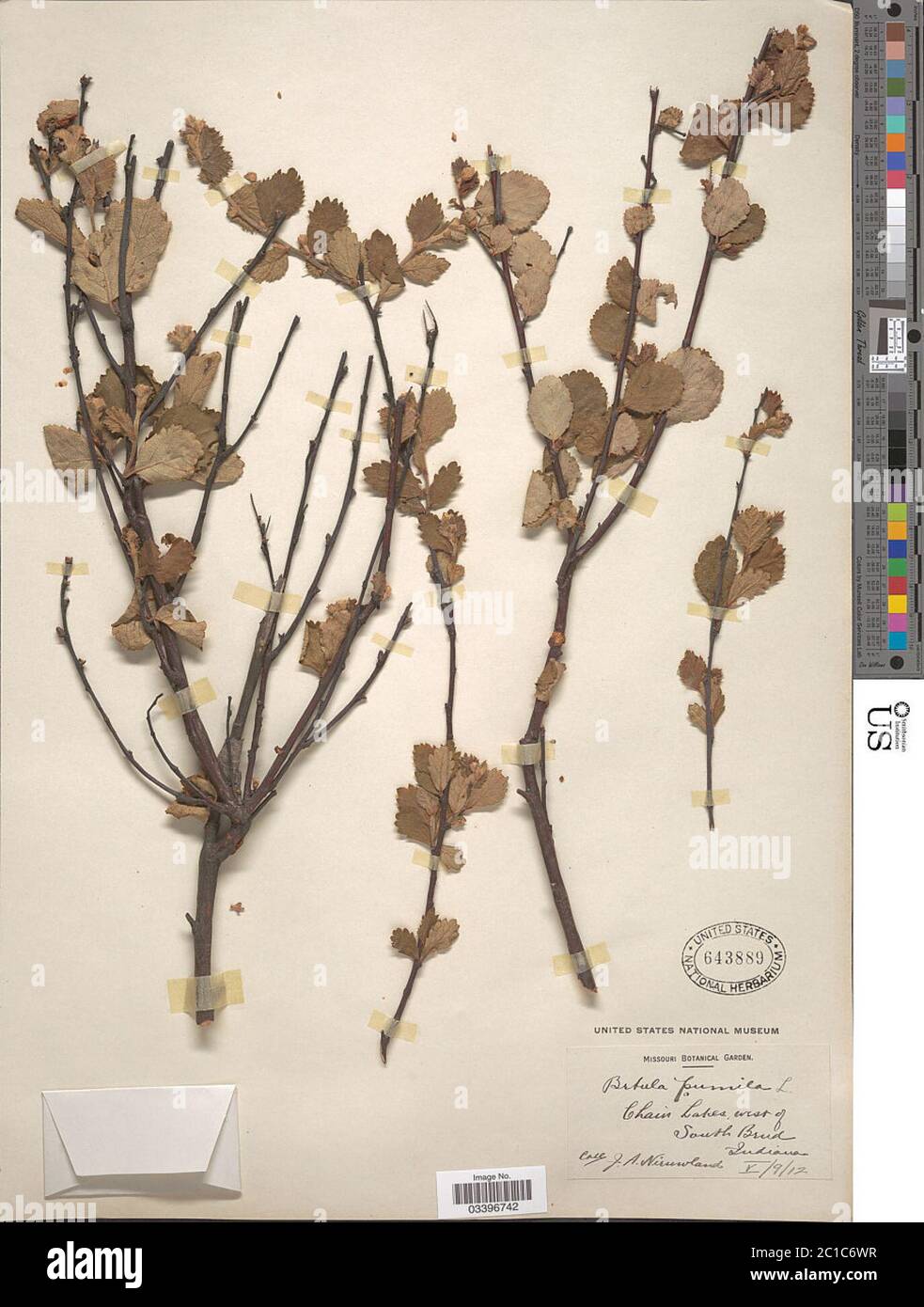 Betula pumila Banque de photographies et d’images à haute résolution