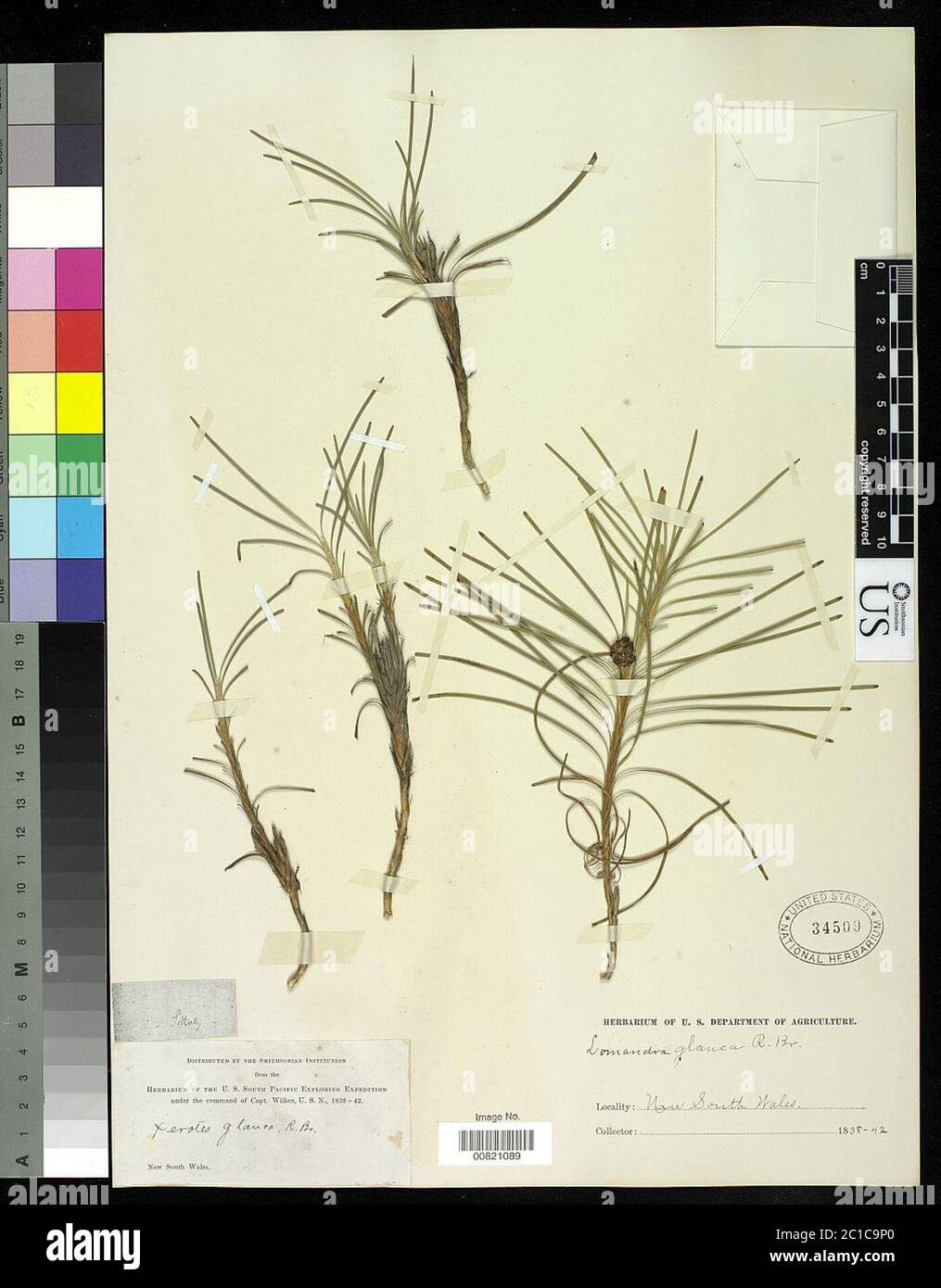 00821089.tif Lomandra glauca Aiton Ewart. Banque D'Images