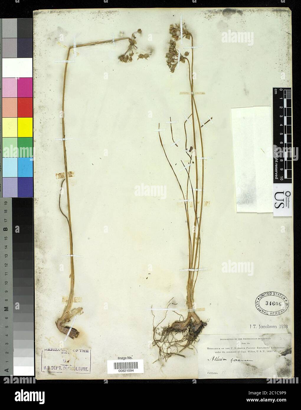 00821094.tif Allium cernuum Roth. Banque D'Images