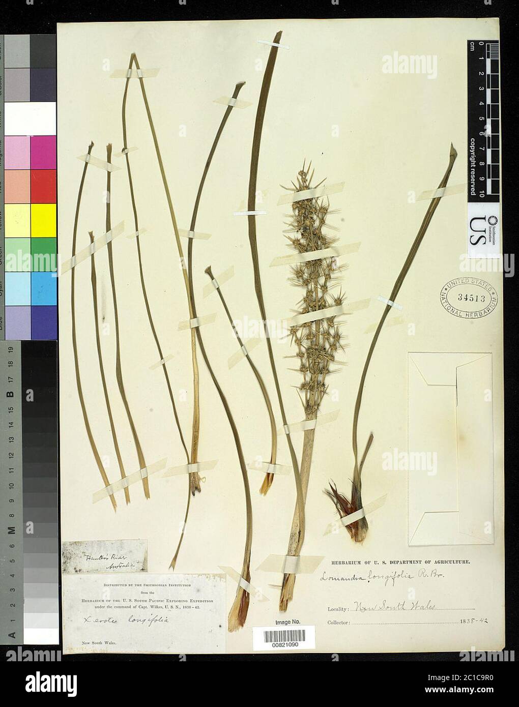 00821090.tif Lomandra longifolia Labill. Banque D'Images