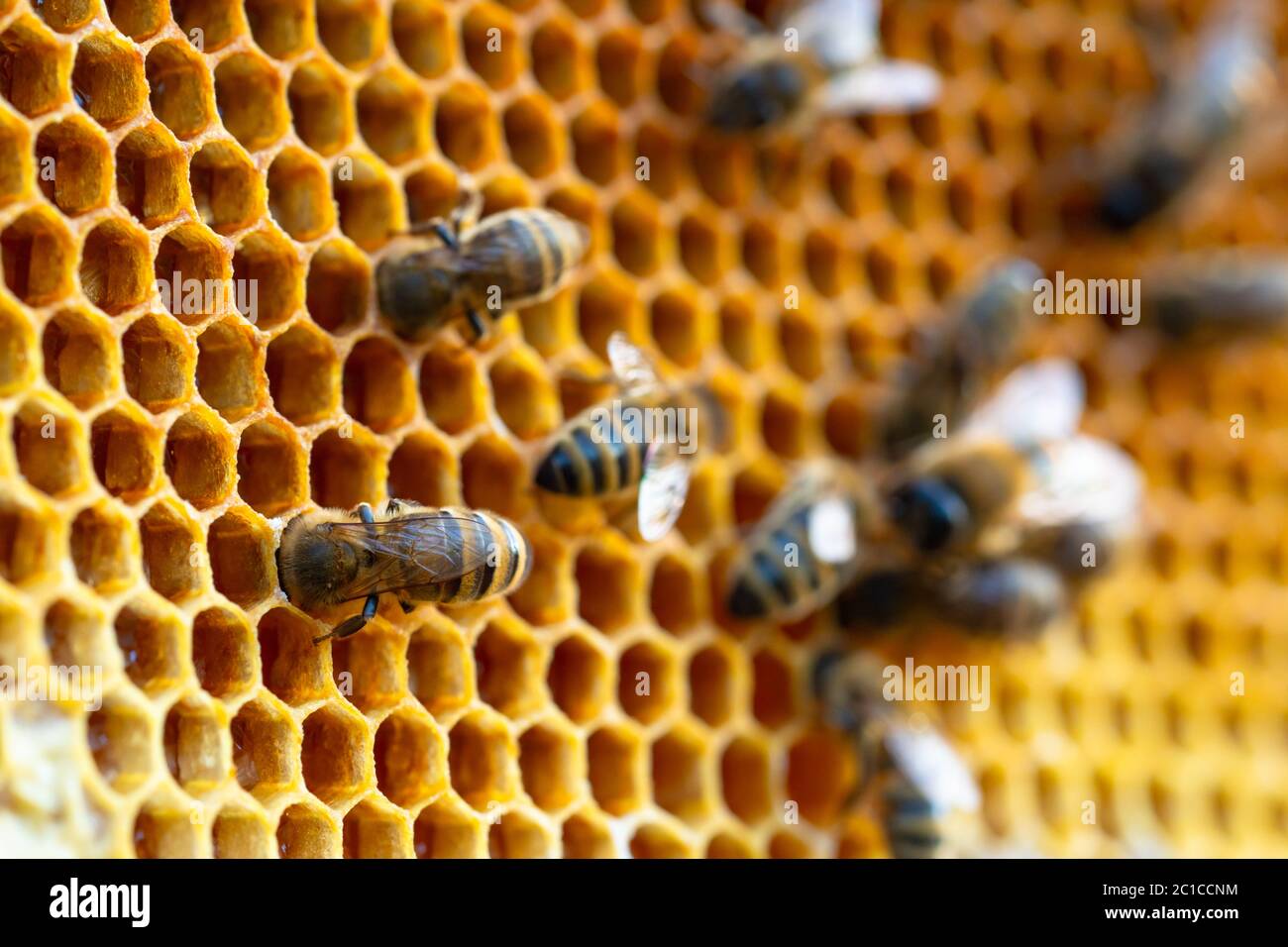 Gros plan des abeilles travailleuses sur des nids d'abeilles. Image de production de beeeheeping et de miel Banque D'Images