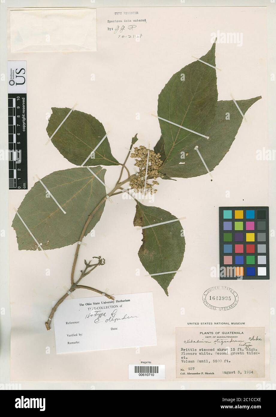 Clibadium oligandrum SF Blake Clibadium oligandrum SF Blake. Banque D'Images