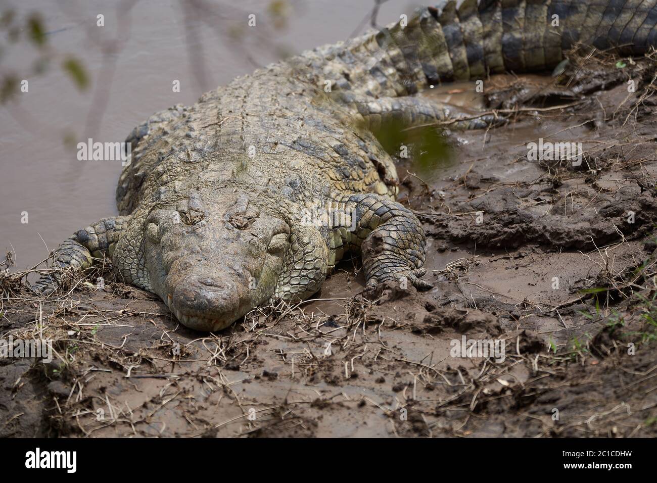Crocodile Sauvage Banque d'image et photos Alamy — free download