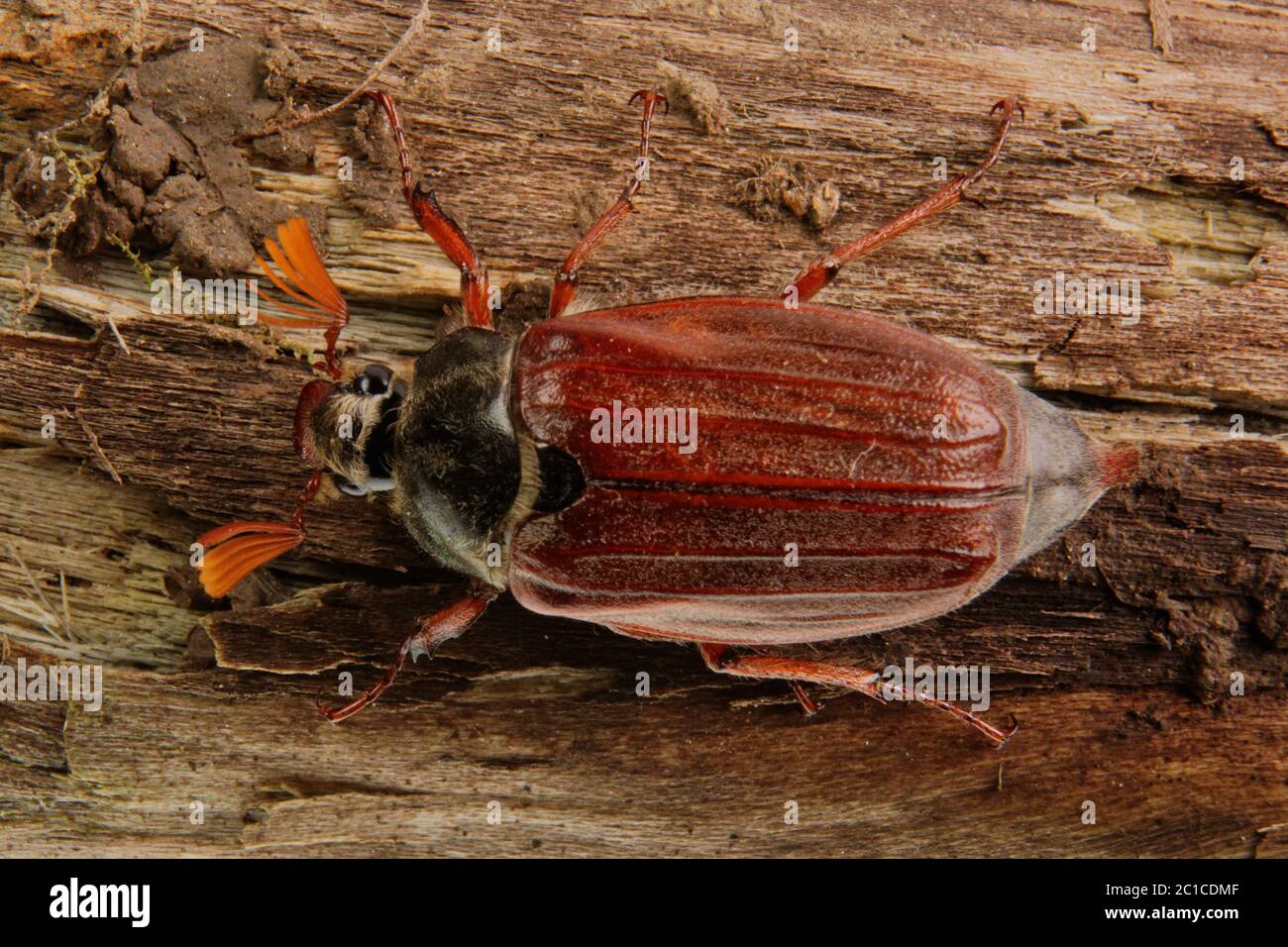 Cockchafer (Melolontha melolontha) montées sur bois Banque D'Images