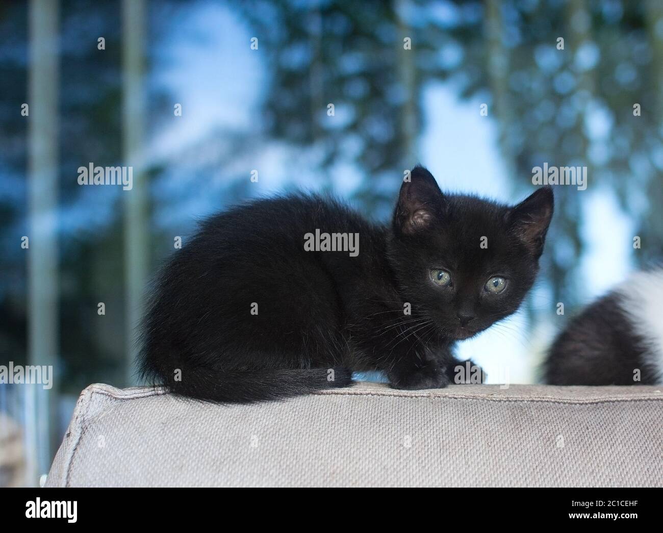 Oeil De Chat Bokeh Banque D Image Et Photos Alamy Oeil De Chat Bokeh Banque D Image Et Photos Alamy